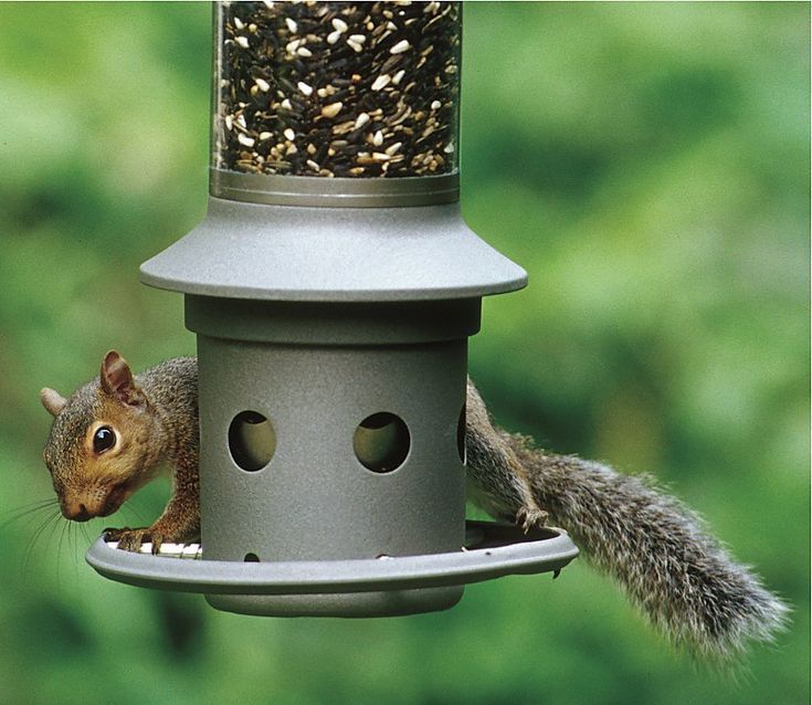 Create a Squirrel-Free Feeder