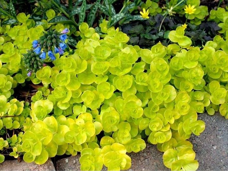 Creeping Jenny