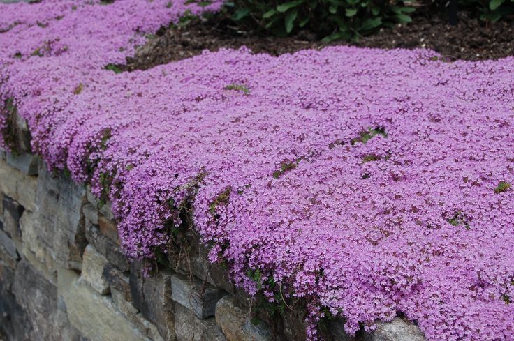 Creeping Thyme