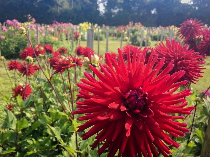 Crimson Chrysanthemums