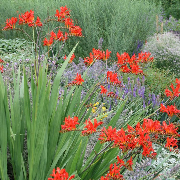 Crocosmia