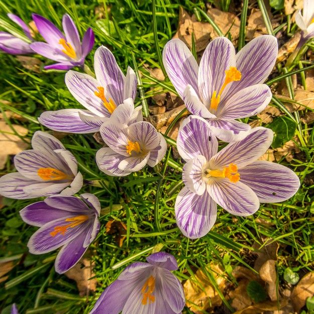 Crocus