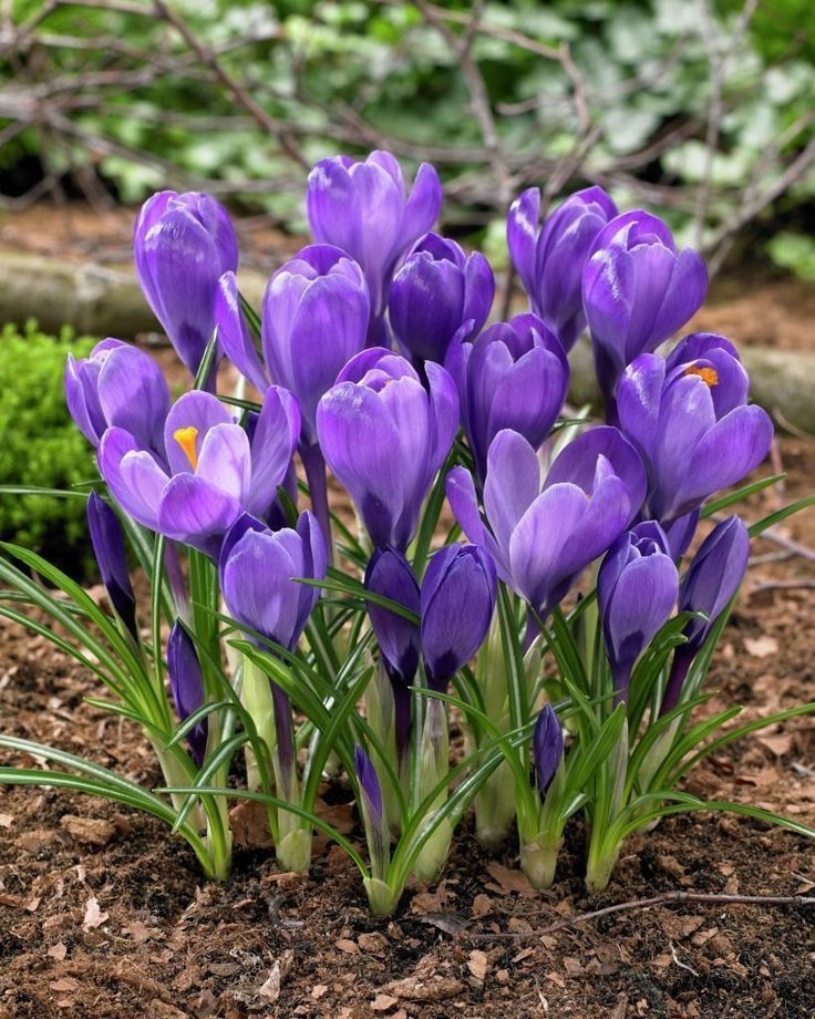 Crocus Bulbs