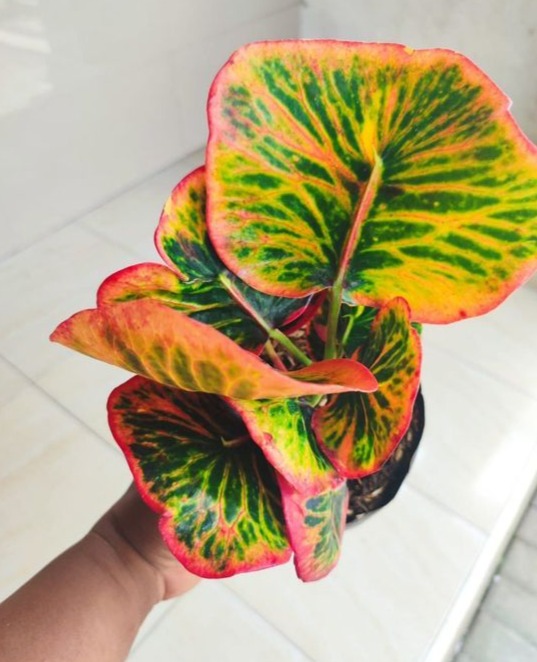 Croton