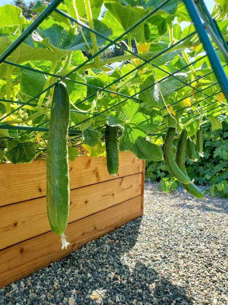 Cucumbers