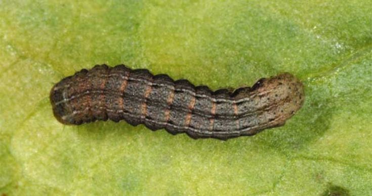 Cutworms