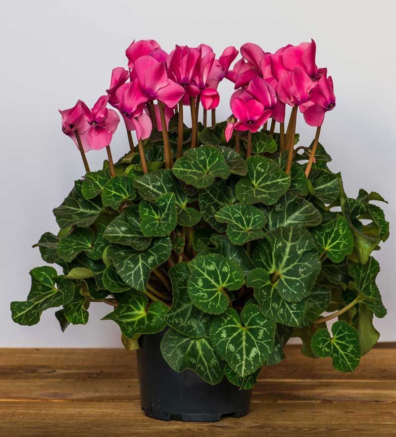 Cyclamen