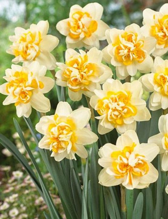 Daffodil Bulbs