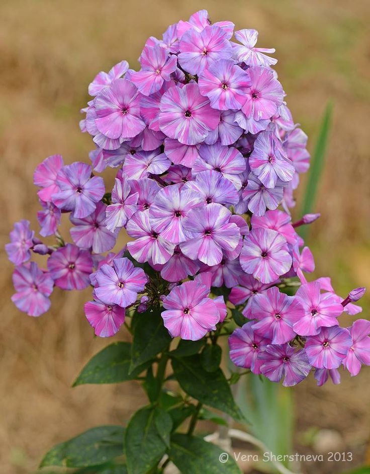 Day Phlox