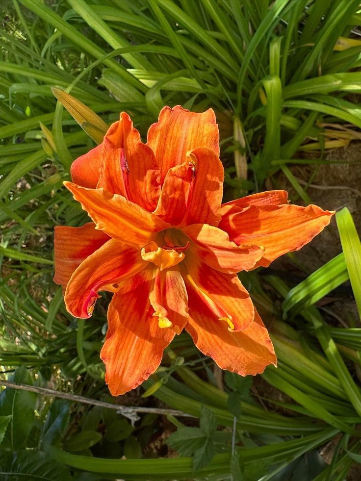 Daylilies