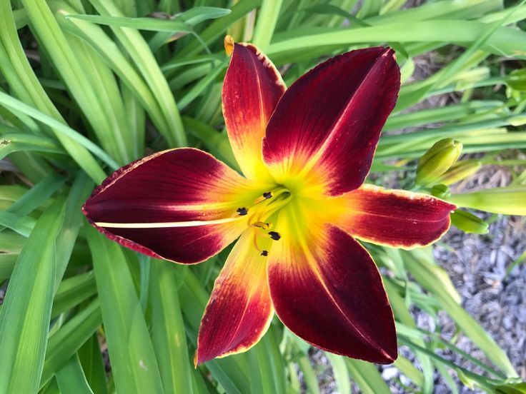 Daylilies