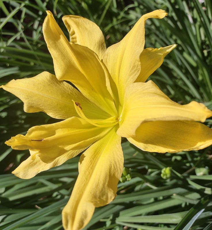 Daylilies