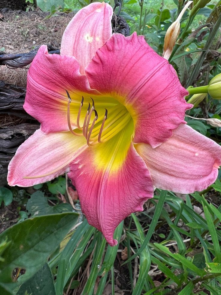 Daylily