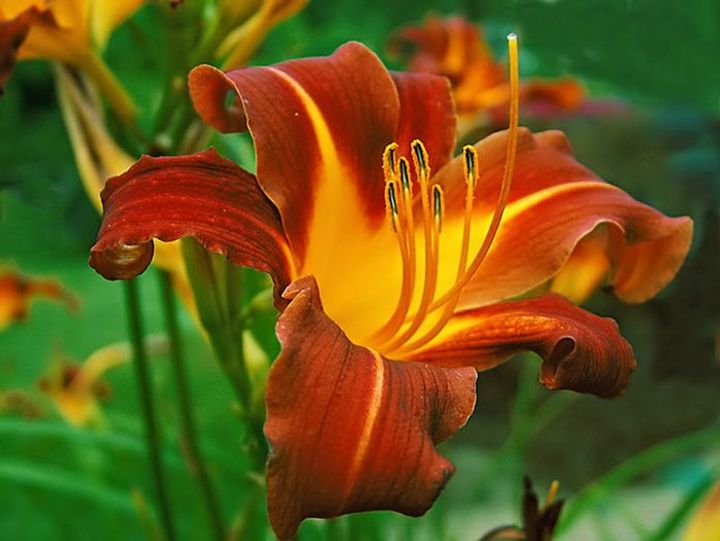 Daylily