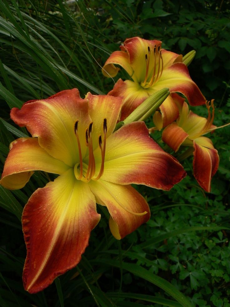 Daylily (Hemerocallis)