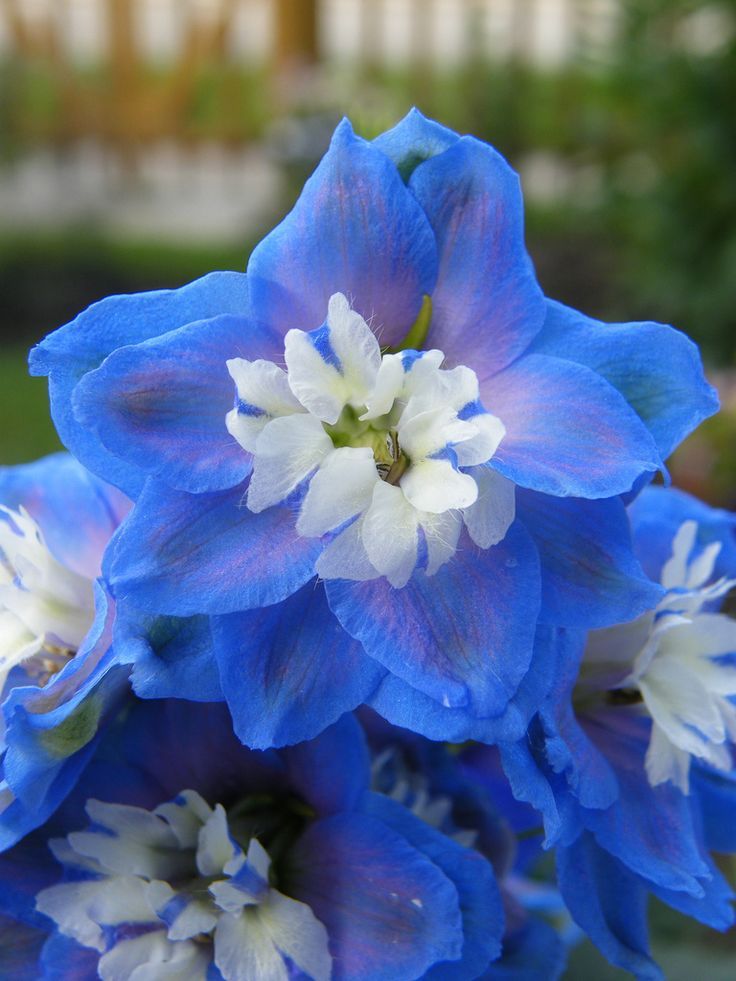 Delightful Delphiniums