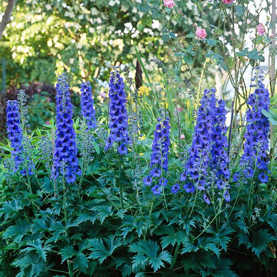 Delphinium