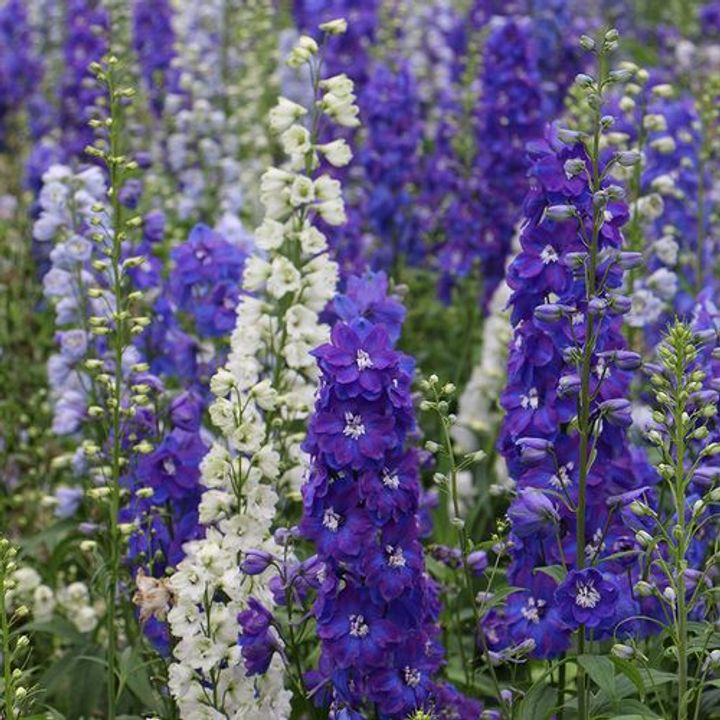 Delphinium (Delphinium spp.)