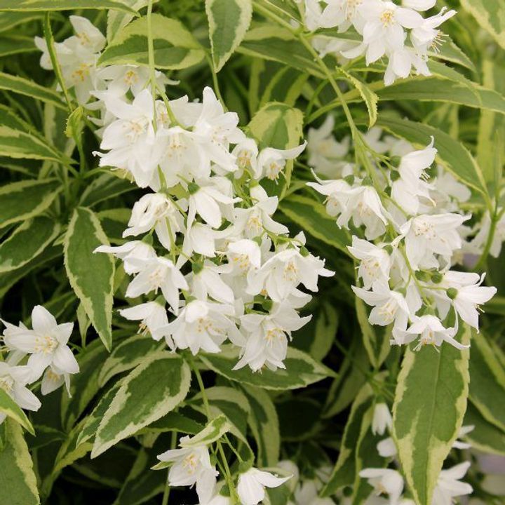 Deutzia