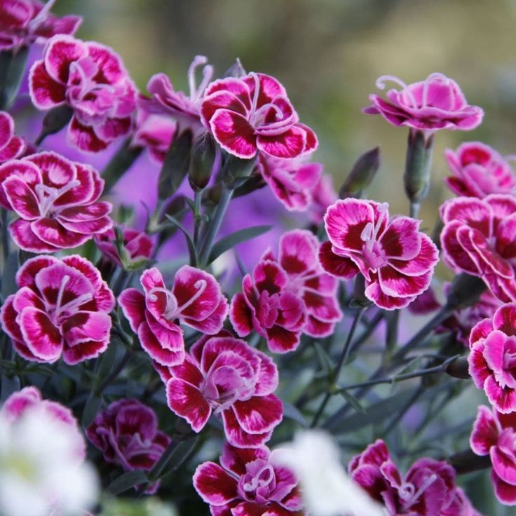 Dianthus