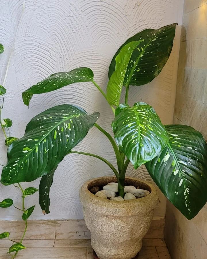 Dieffenbachia