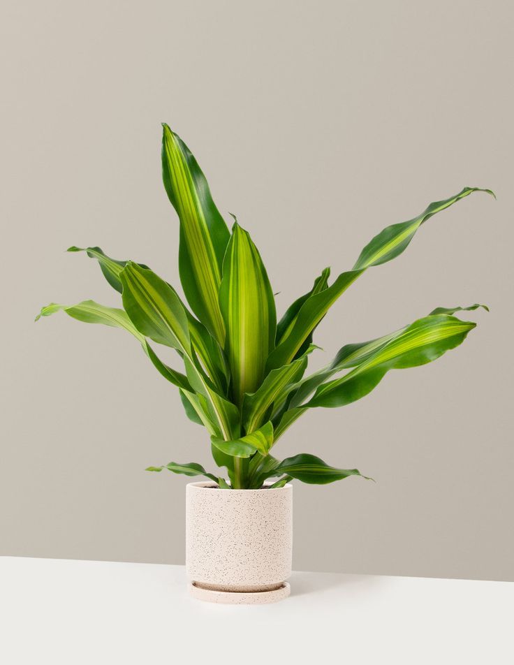 Dracaena