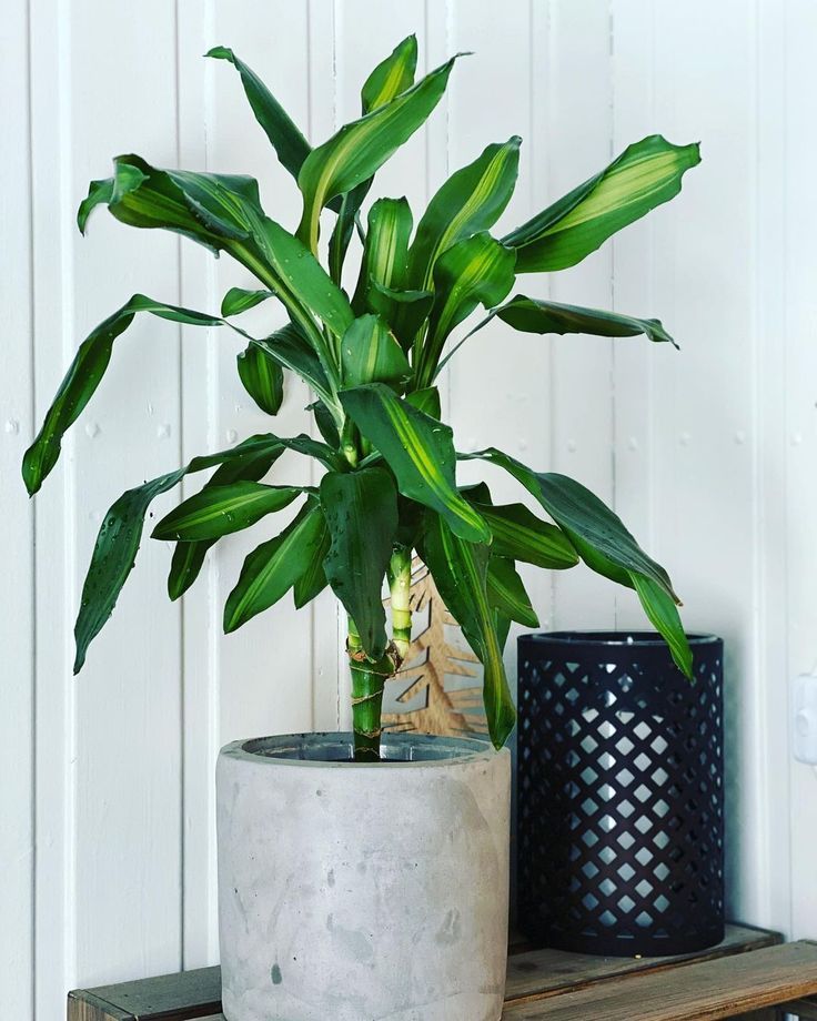 Dracaena