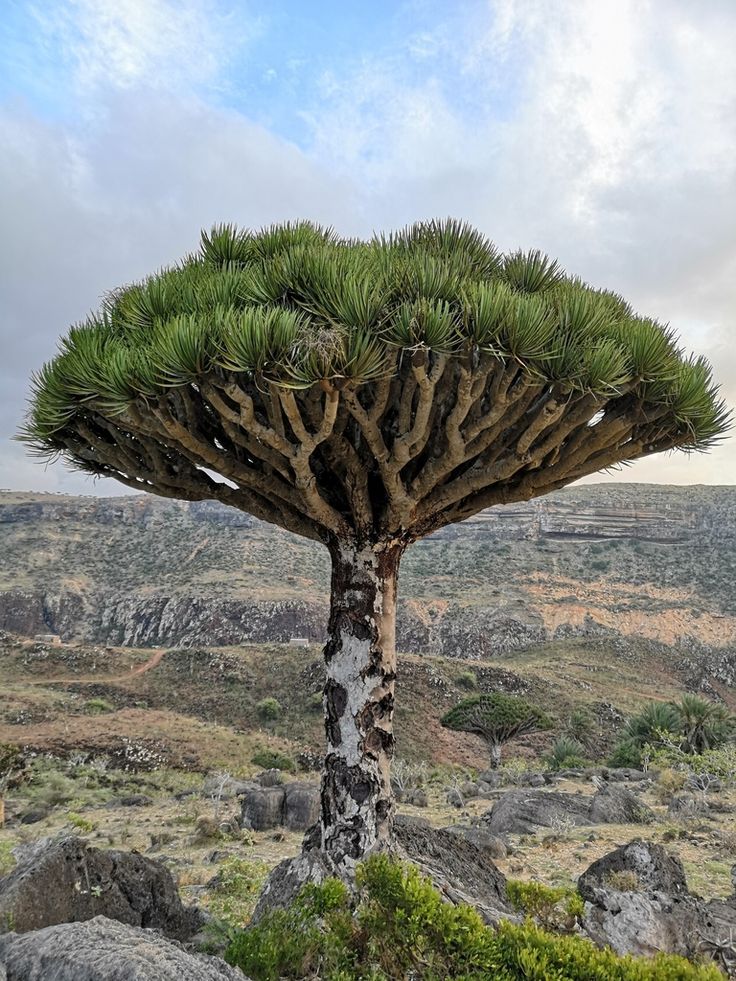 Dragon's Blood Tree