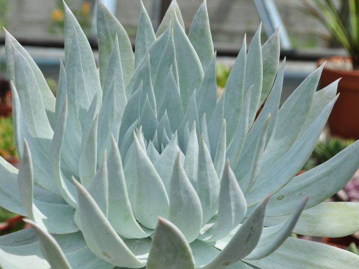 Dudleya Brittonii