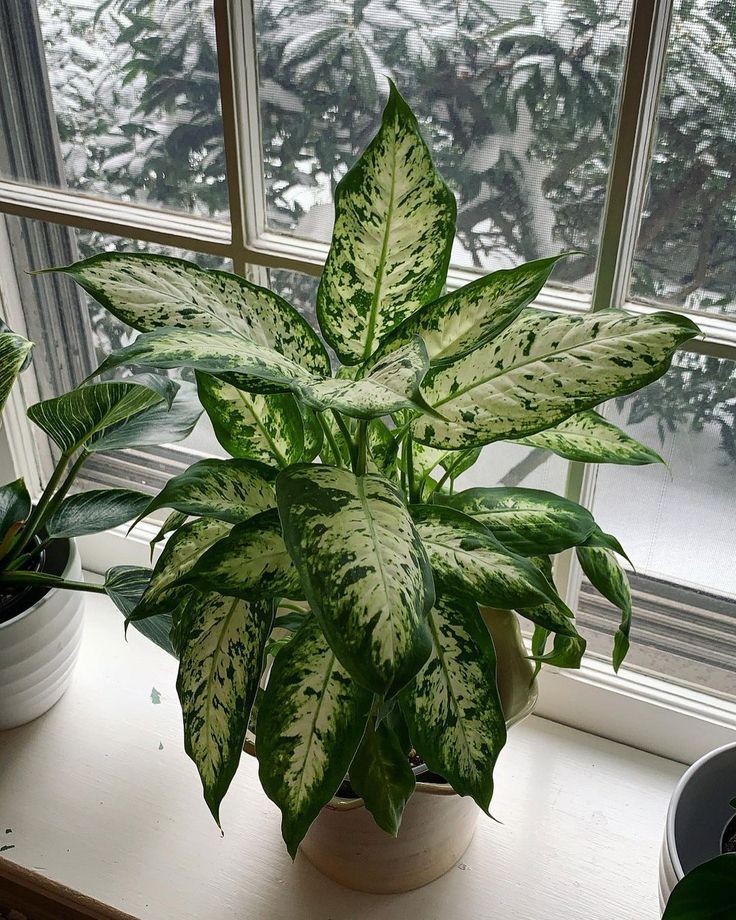 Dumb Cane (Dieffenbachia)