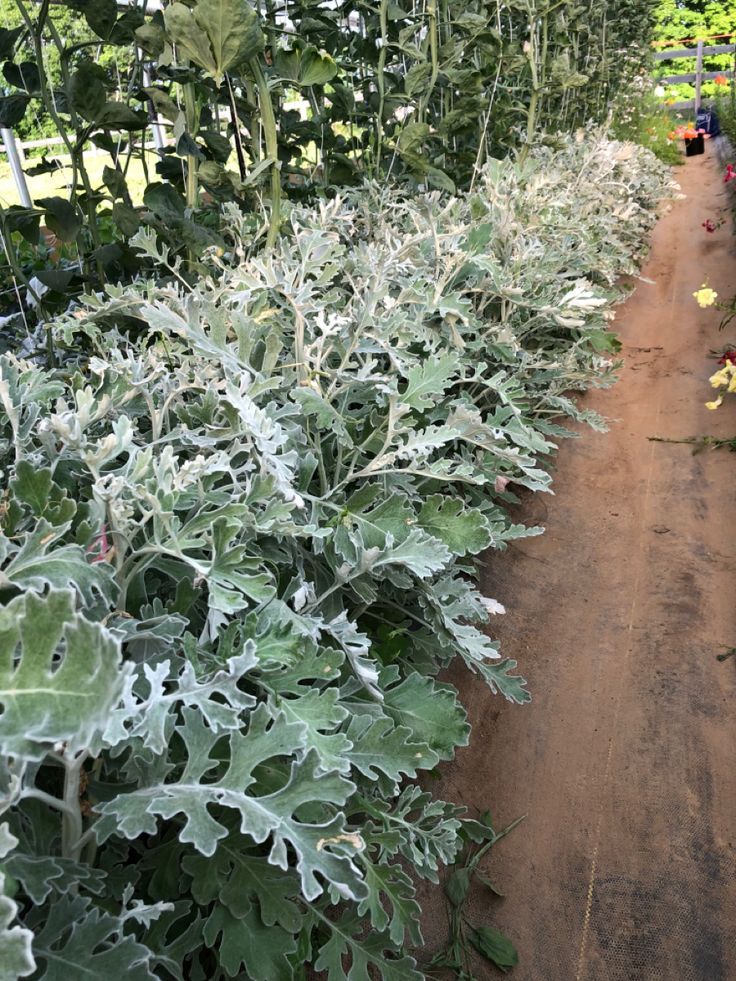 Dusty Miller