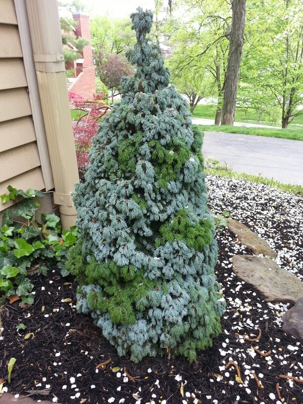 Dwarf Alberta Spruce