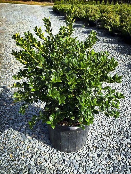 Dwarf Burford Holly