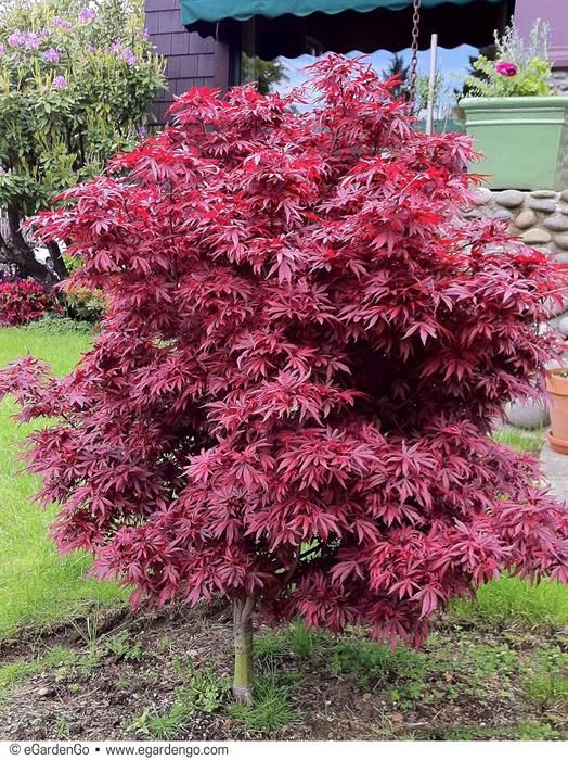 Dwarf Japanese Maple