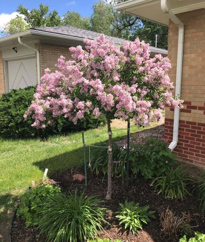 Dwarf Korean Lilac