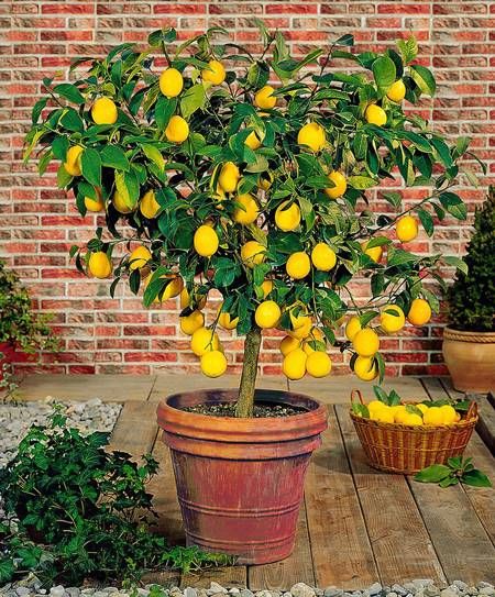 Dwarf Meyer Lemon Tree