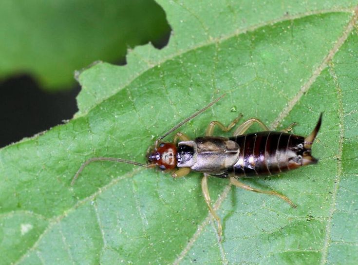 Earwig