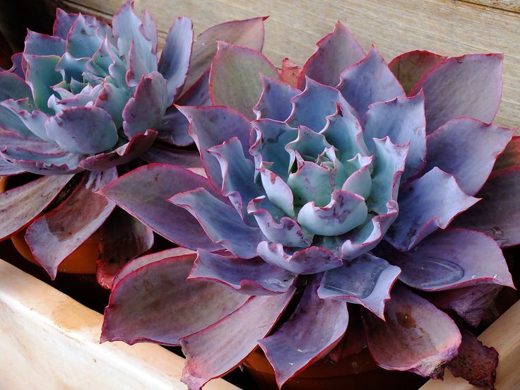 Echeveria 'Afterglow'