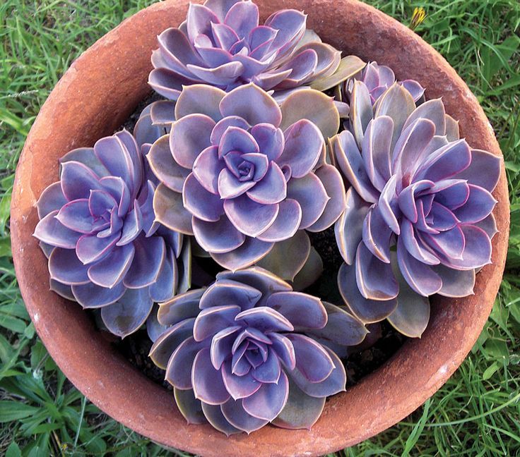 Echeveria Perle von Nurnberg