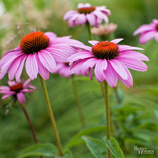 Echinacea