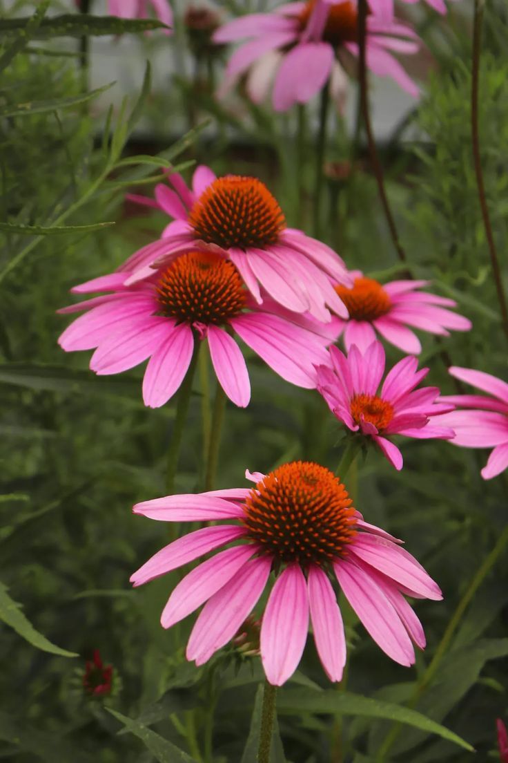 Echinacea