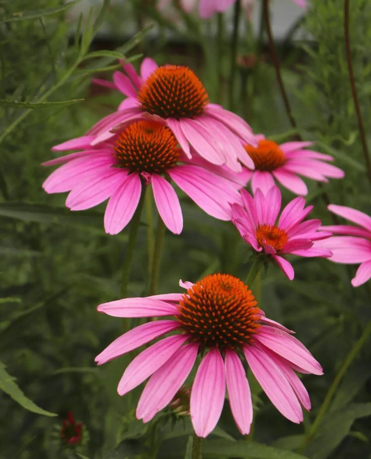 Echinacea