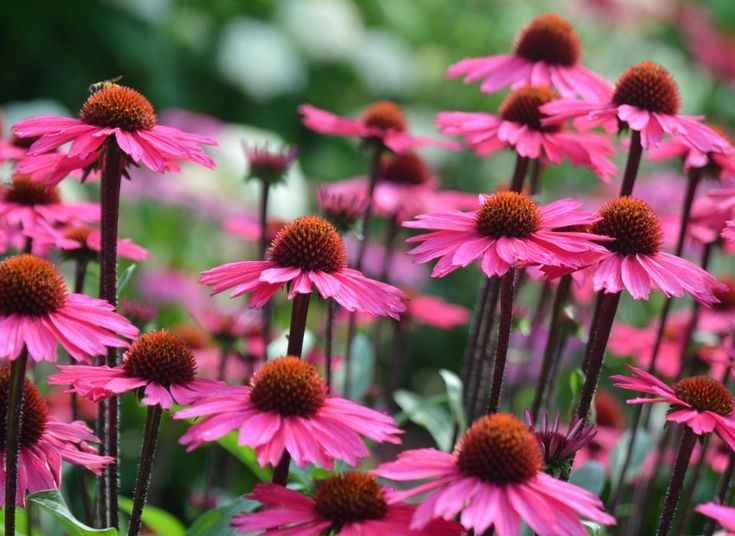 Echinacea