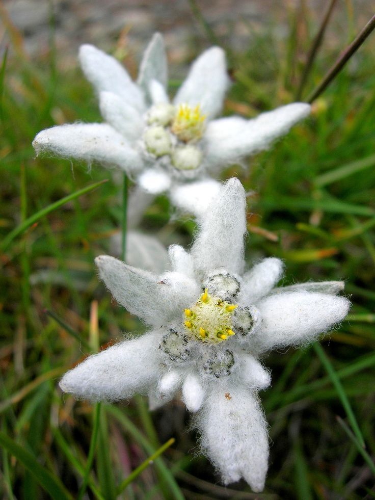 Edelweiss