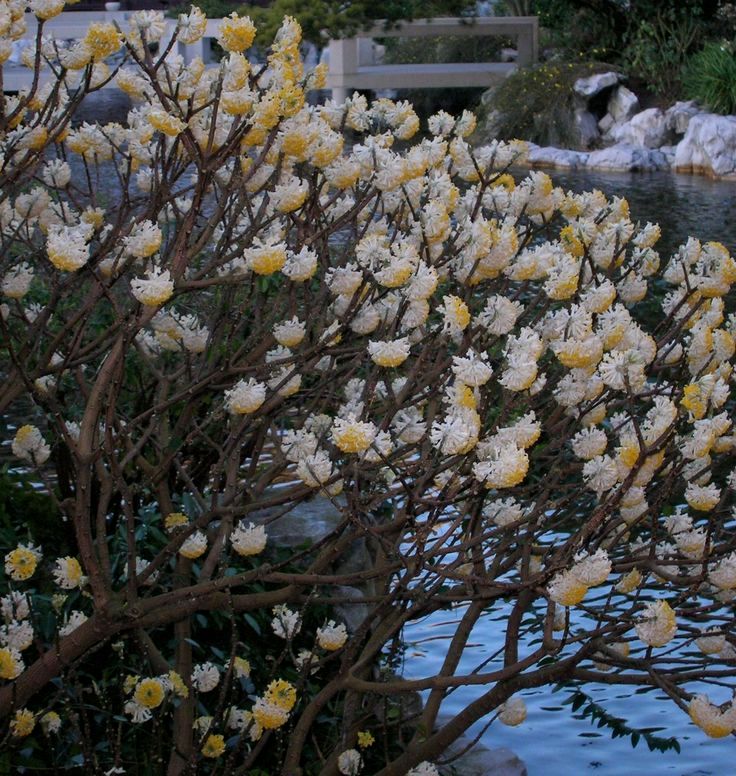 Edgeworthia Chrysantha (Paperbush)