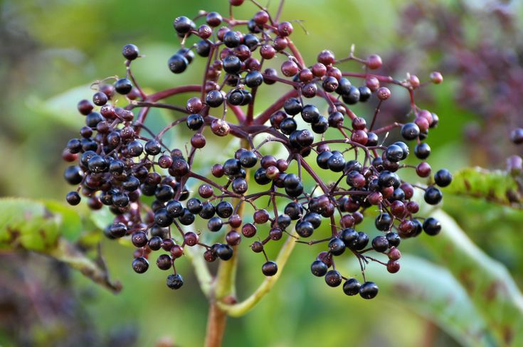 Elderberries