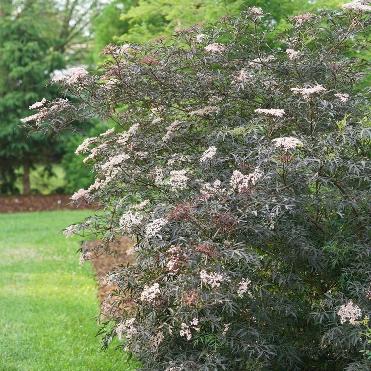 Elderberry (Sambucus)