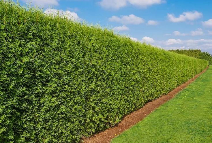 Emerald Green Arborvitae