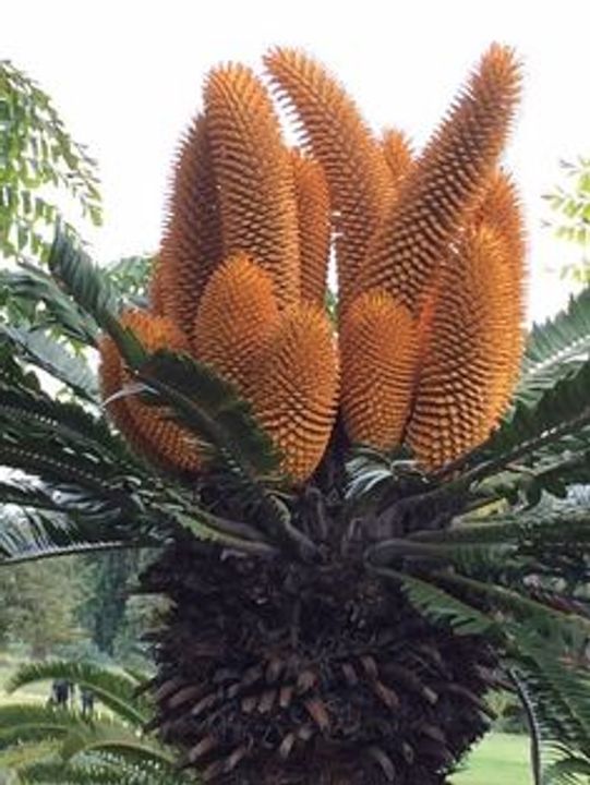 Encephalartos woodii