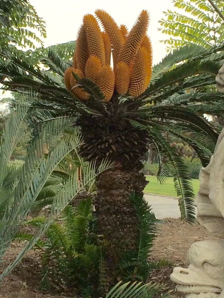 Encephalartos woodii